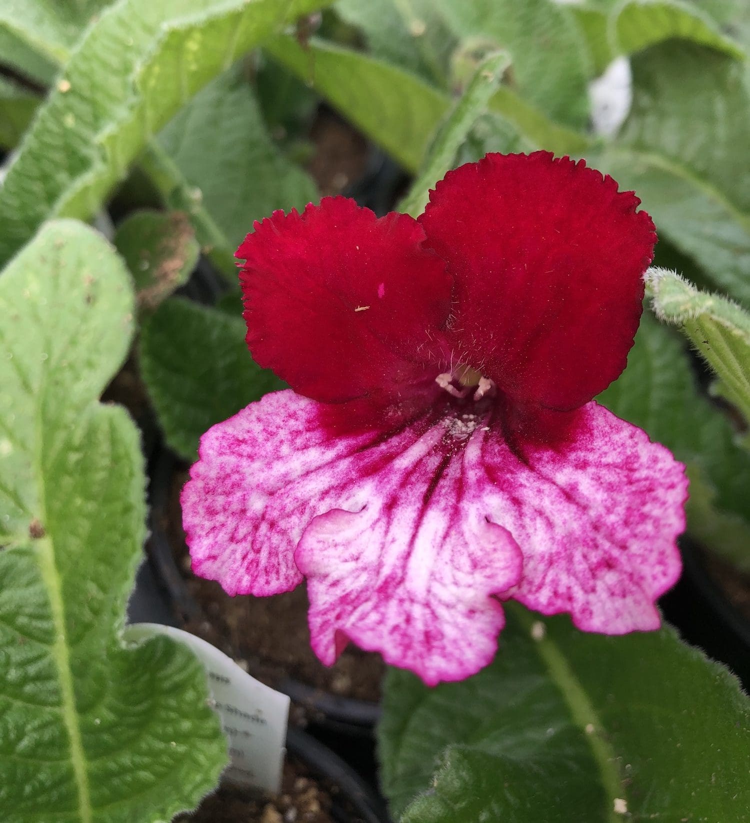 Streptocarpus on sale lady slippers