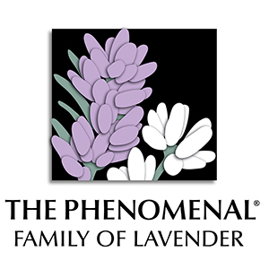 Phenomenal Family of Lavender