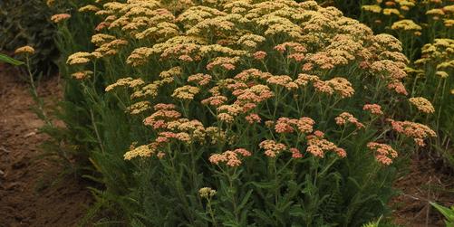 Deer-Resistant Plants for 2026 that Hold Their Ground