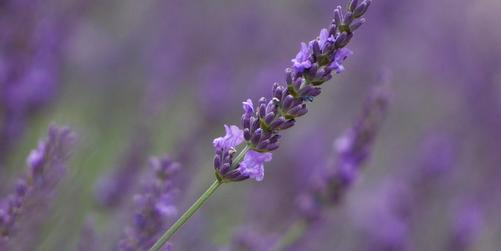 2020 is the Year of the Lavender – How Phenomenal!