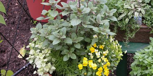 Candy's Favorite Herbs