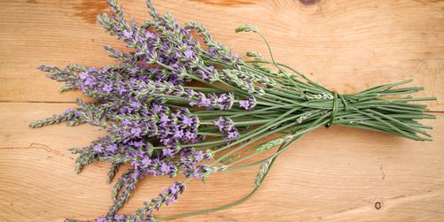 Growing and Pruning the Phenomenal Family of Lavender®