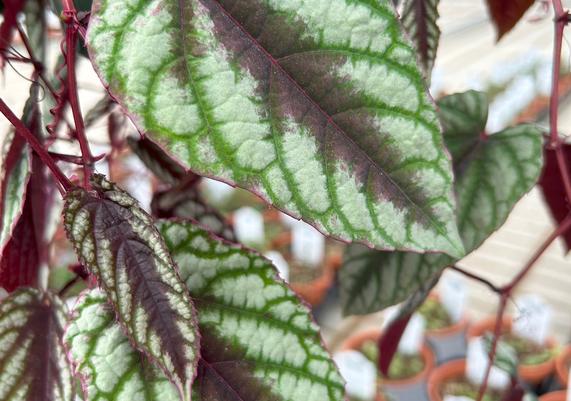 House Geeks™ - Cissus Discolor