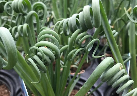 House Geeks™ - Albuca