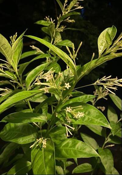 Garden Geeks™ - Cestrum