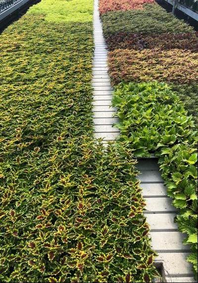 Garden Geeks™ - Coleus