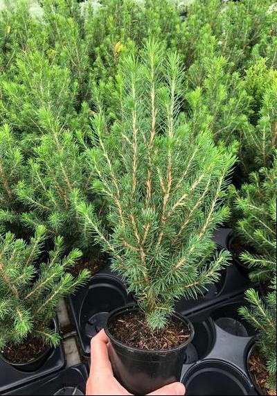 Winter Sizzle - Picea Conica