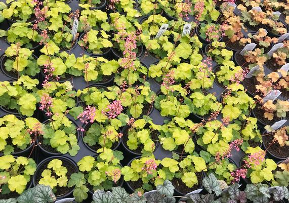 Heuchera on a bench