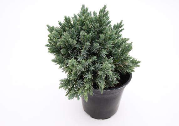 Winter Sizzle - Juniperus