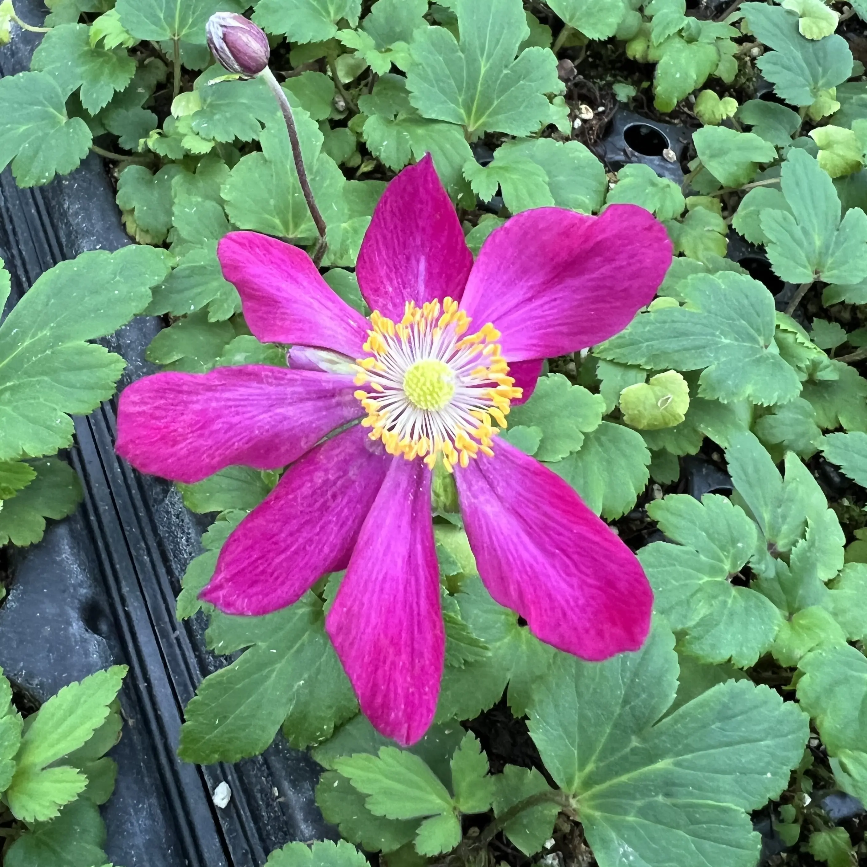 Little Prince of Oregon - Anemone Fantasy Ariel