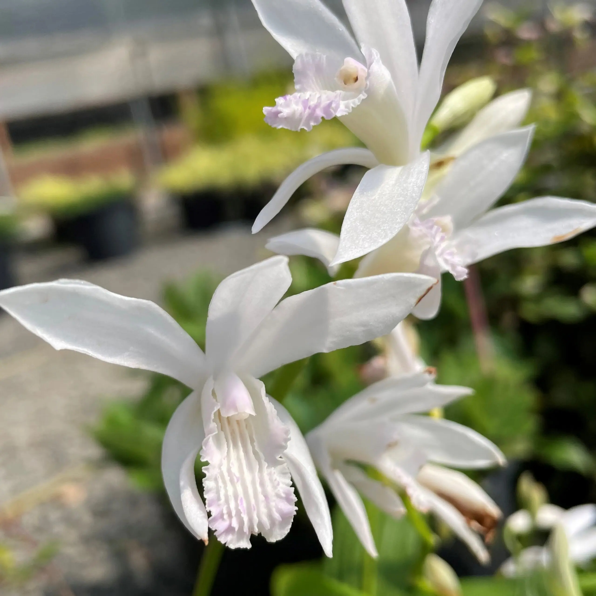 Little Prince of Oregon - Bletilla striata