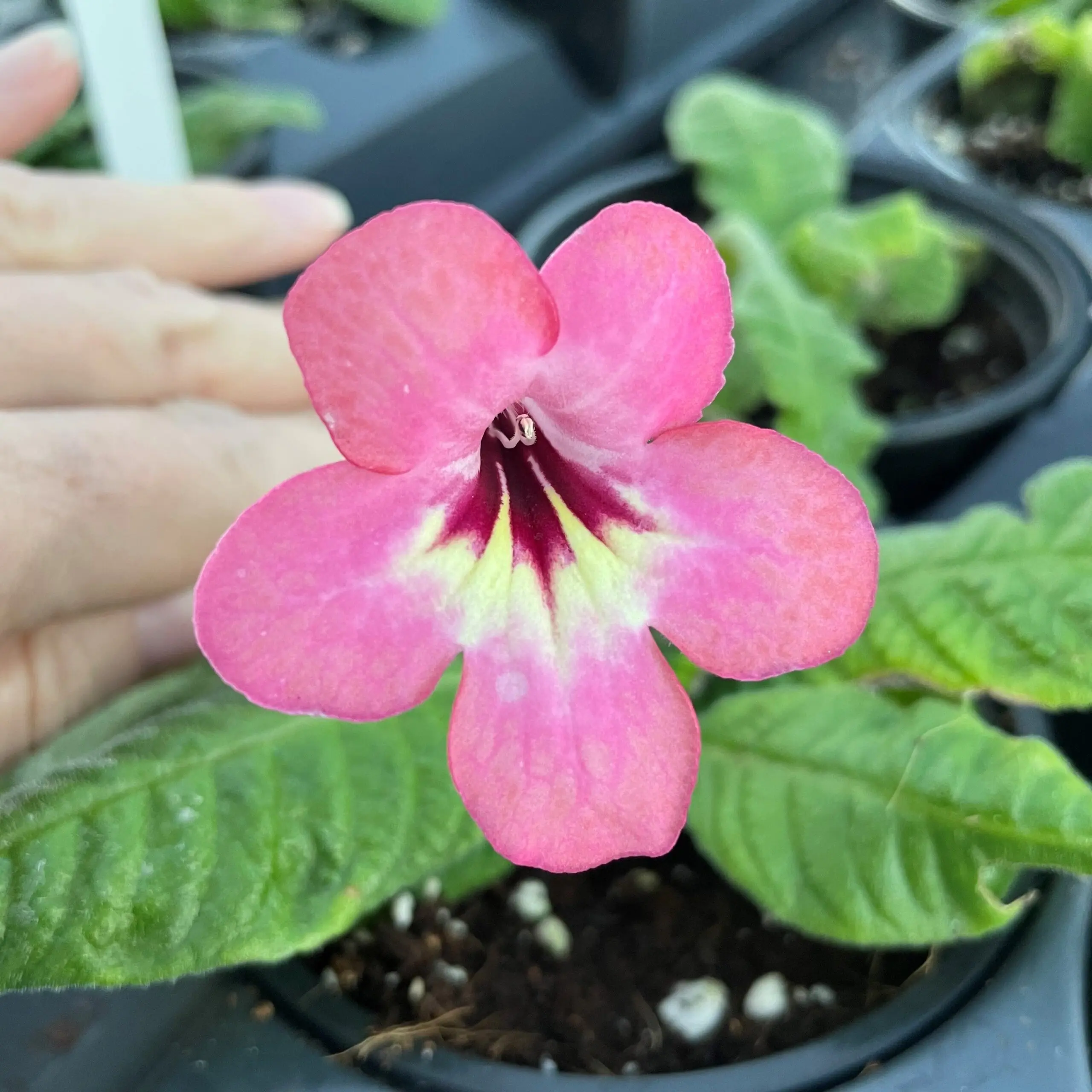 Little Prince of Oregon - Streptocarpus Salmon Sunset