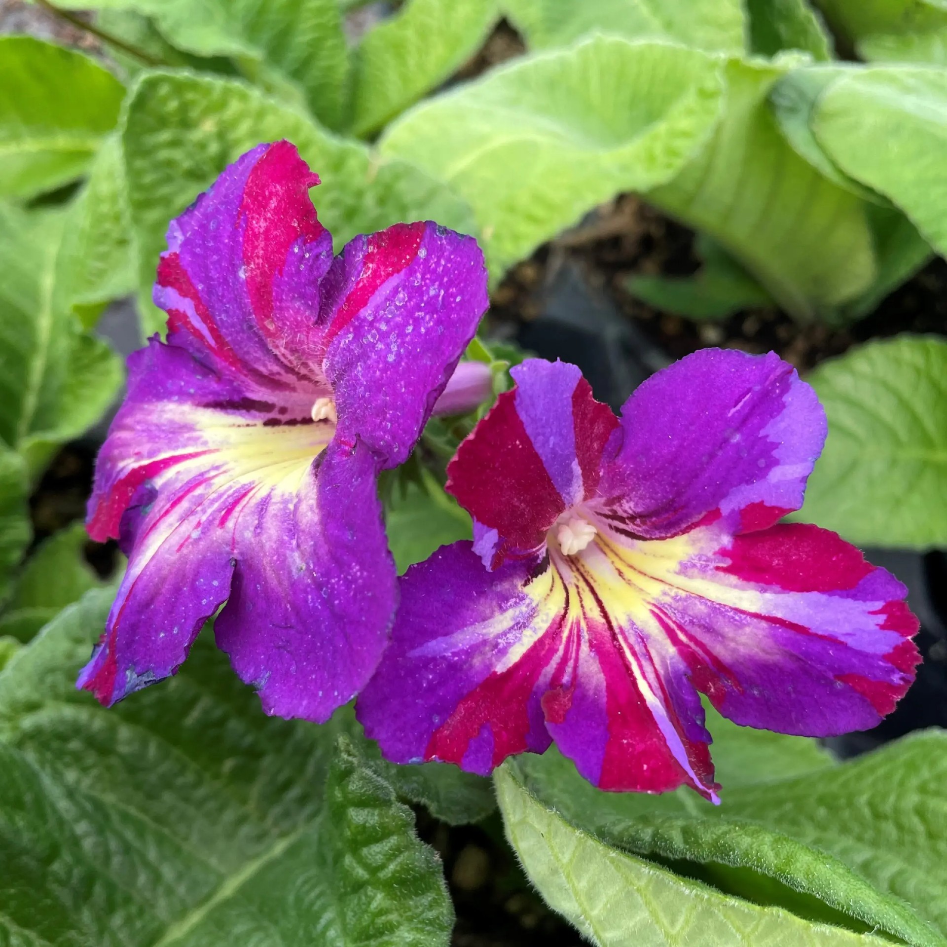 Little Prince of Oregon - Streptocarpus SpinArt