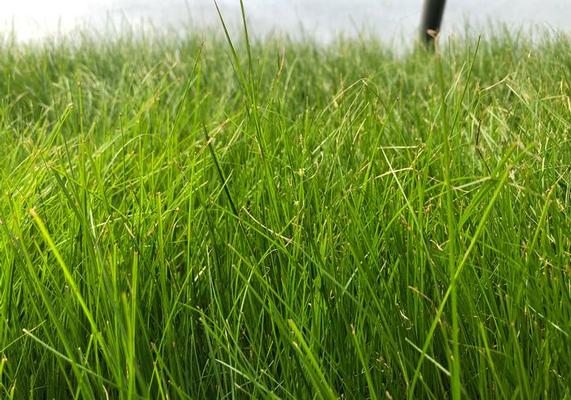 Natives - Carex Appalachia