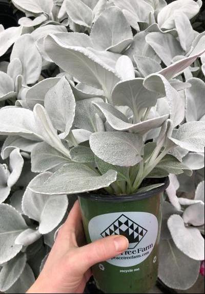 Garden Geeks™ - Angel Wings