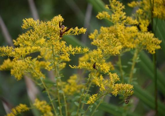 Native - Solidago odora