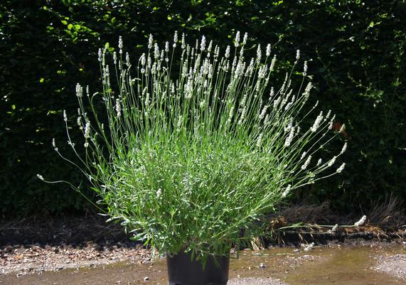 Lavender - Exceptional
