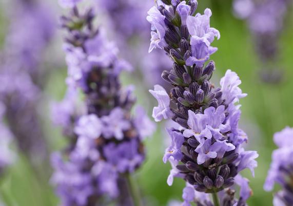 Lavender - Sensational 2