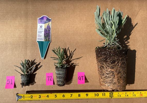 Liners & Plugs Sizes