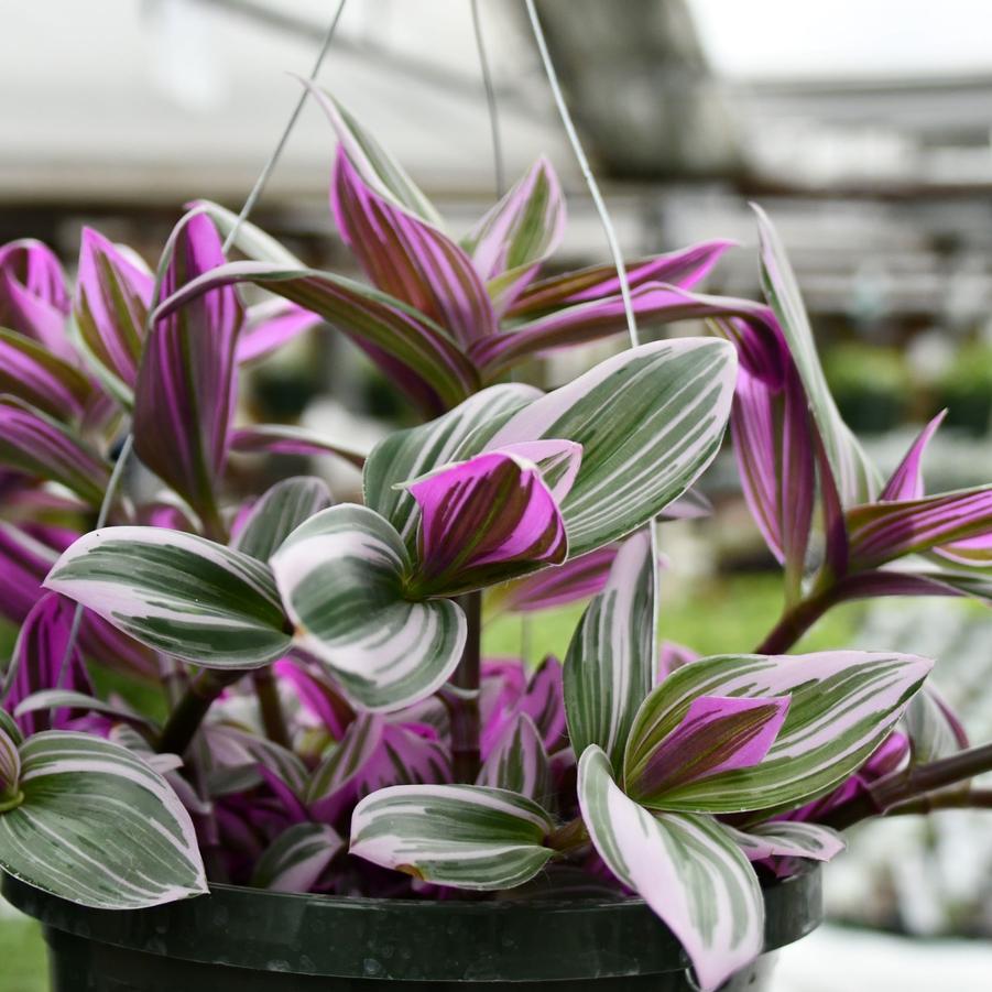 Tradescantia albiflora Nanouk