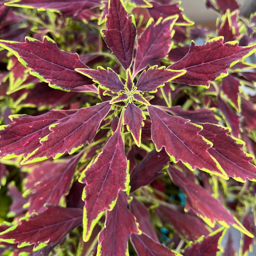 Coleus Flexi&trade; Purple Lance