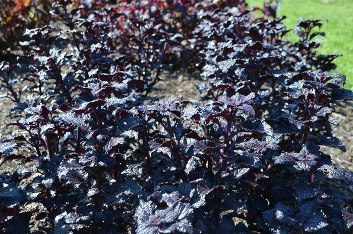 Coleus Shiny Shoes