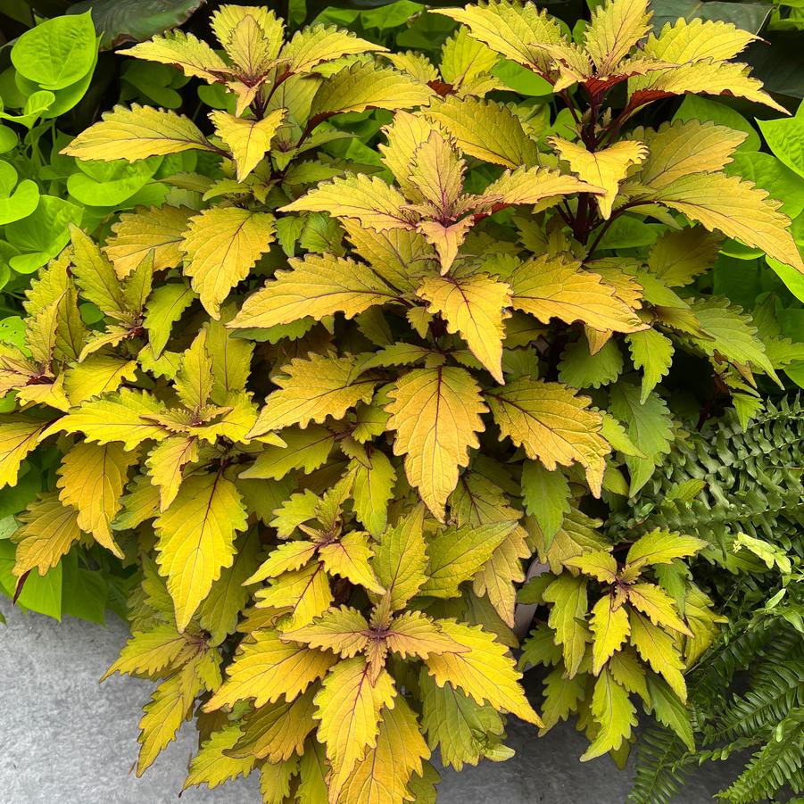 Coleus Flexi&trade; Butterscotch