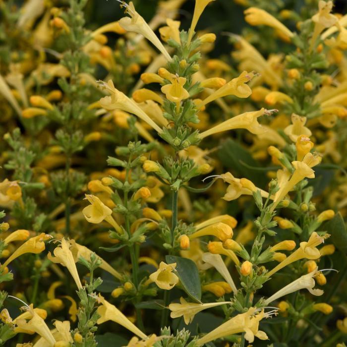 Agastache mexicana Summerlong&trade; Lemon