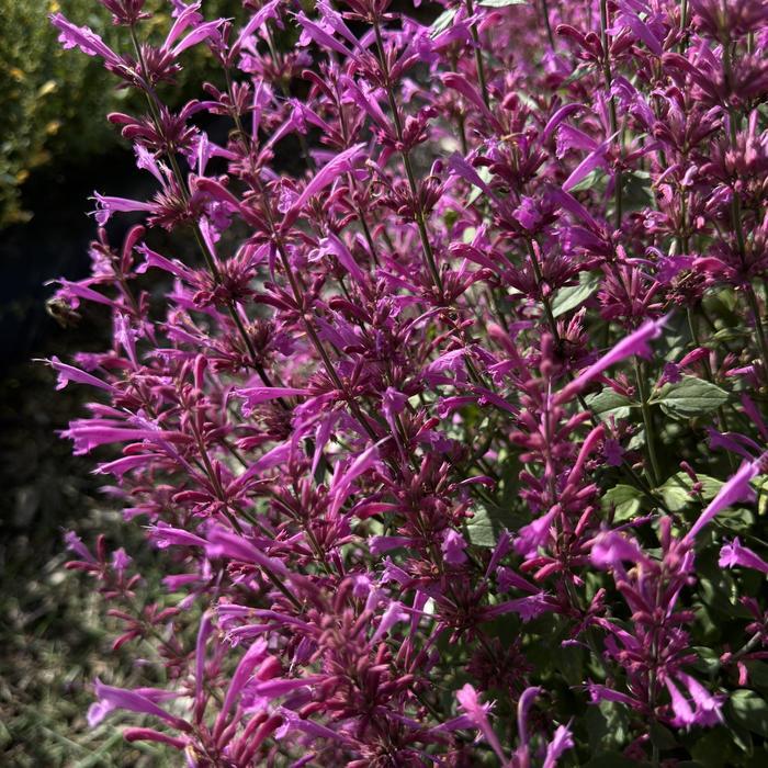 Agastache mexicana Summerlong&trade; Lilac