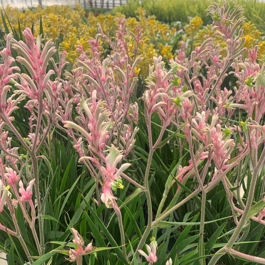 Anigozanthos Bush Gems&reg; Bush Pearl