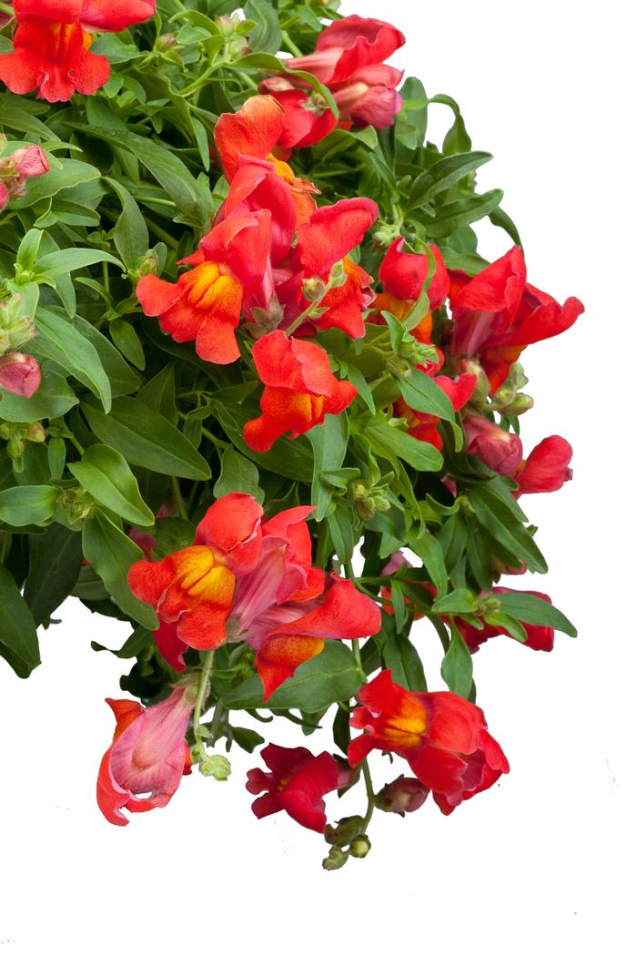 Antirrhinum majus nanum pendula Candy Showers Orange