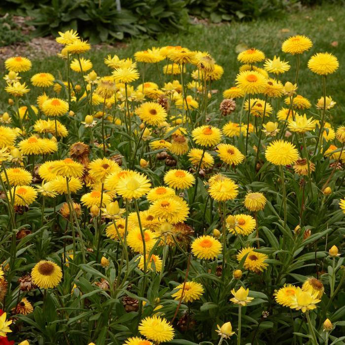 Bracteantha bracteata Granvia Gold