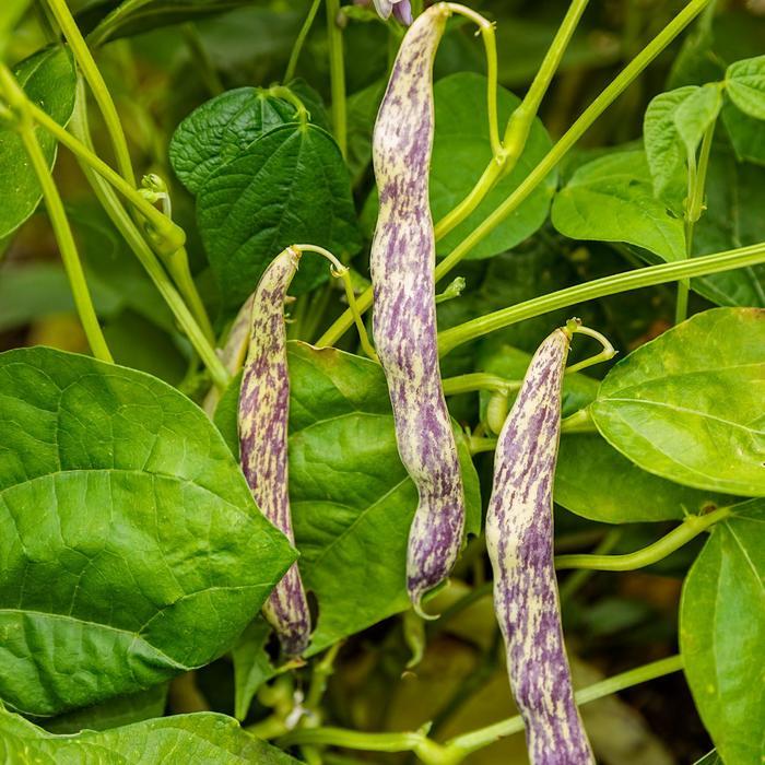Phaseolus vulgaris Dragon Tongue