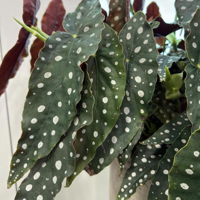 Begonia maculata 