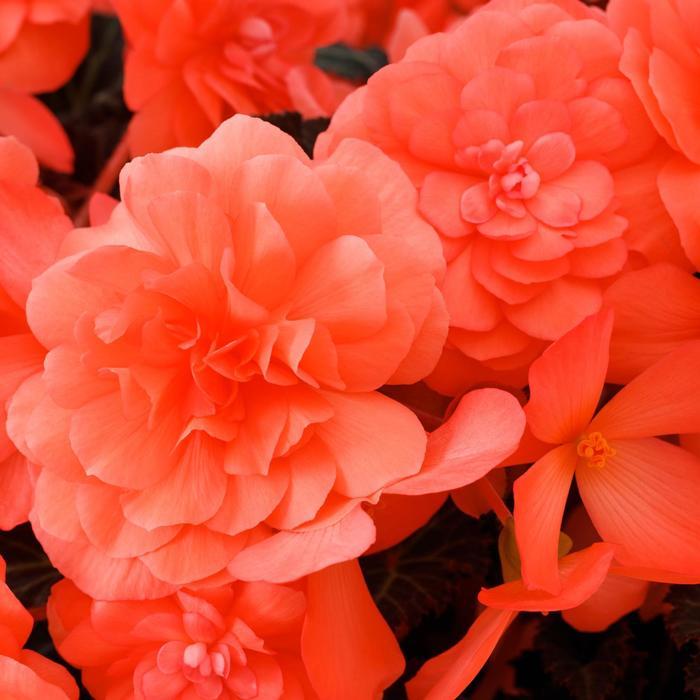 Begonia iCandy&trade; Coral Pink