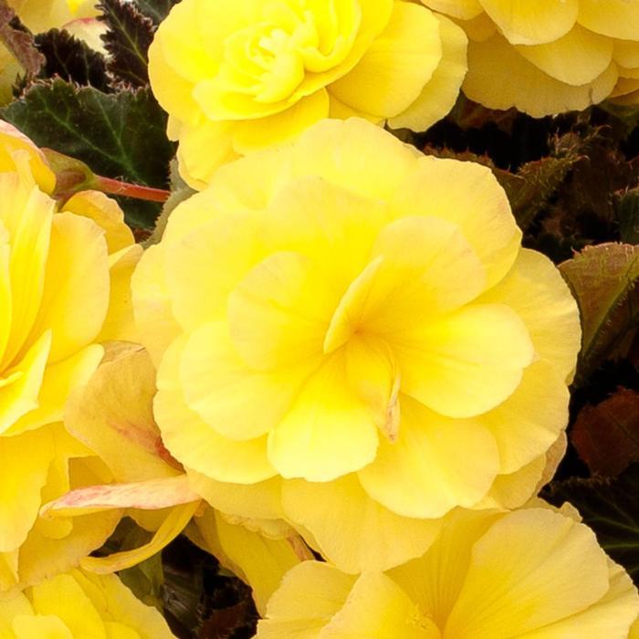 Begonia iCandy&trade; Lemon