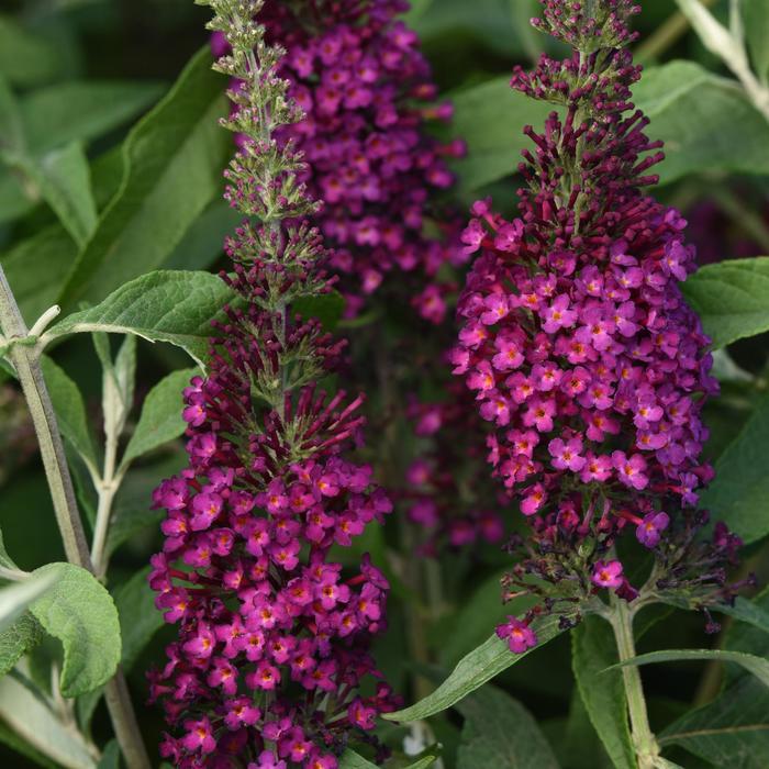 Buddleia davidii Chrysalis&trade; Cranberry