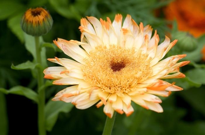 Calendula officinalis 