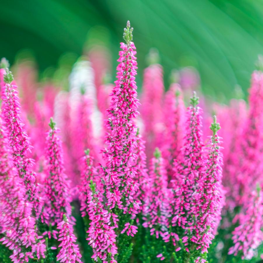 Calluna vulgaris Beauty Ladies® Pink