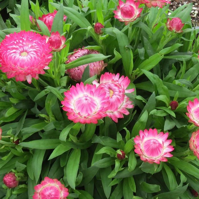 Bracteantha bracteata Granvia Pink