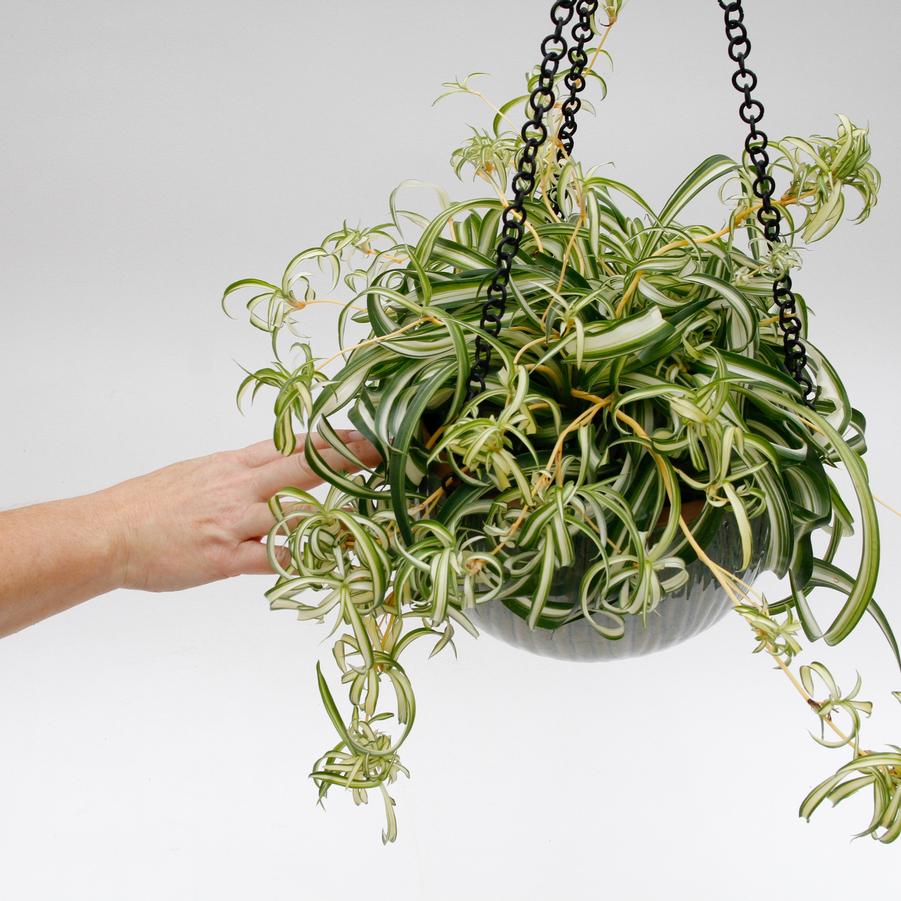 Chlorophytum comosum Bonnie