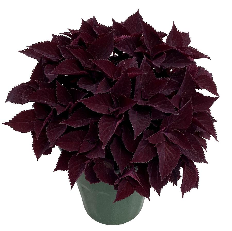 Coleus scutellarioides TerraScape™ Midnight Majesty