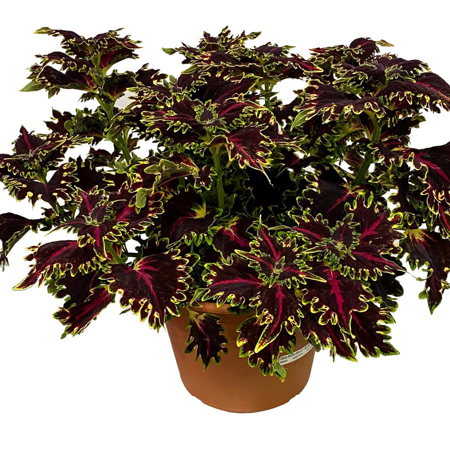 Coleus scutellarioides TerraScape™ Queen