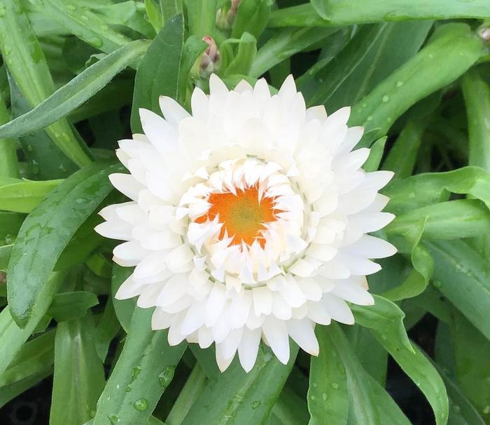 Bracteantha bracteata Granvia White