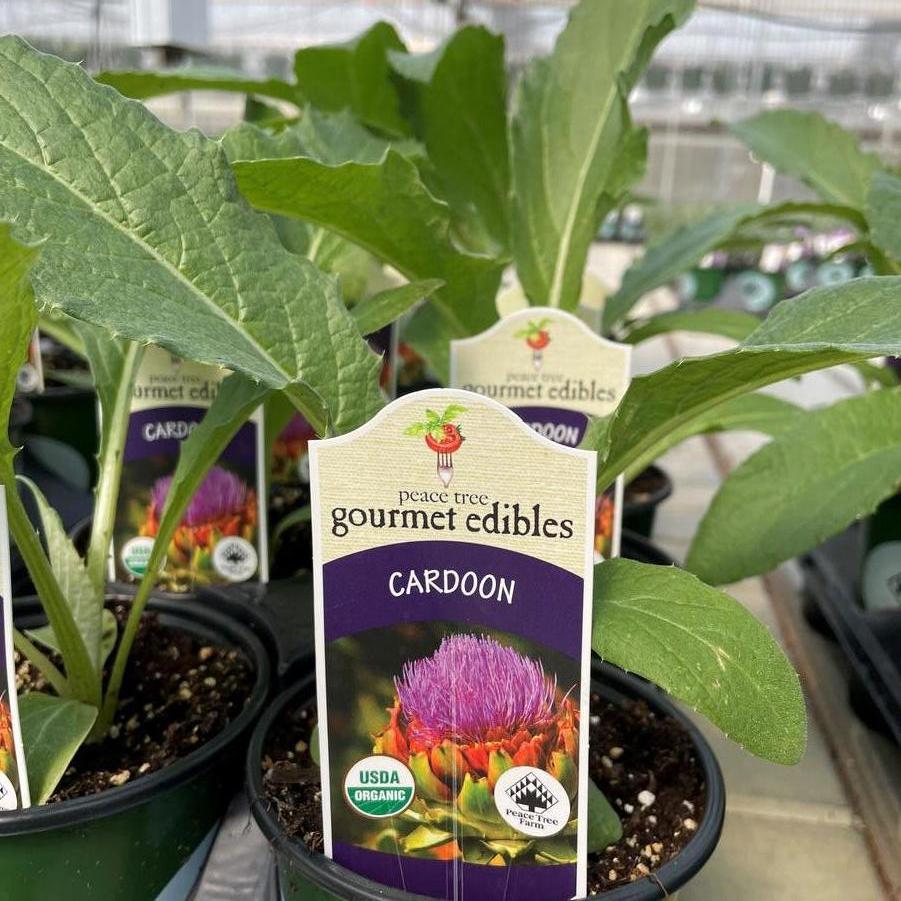 Cynara cardunculus Porto Spineless