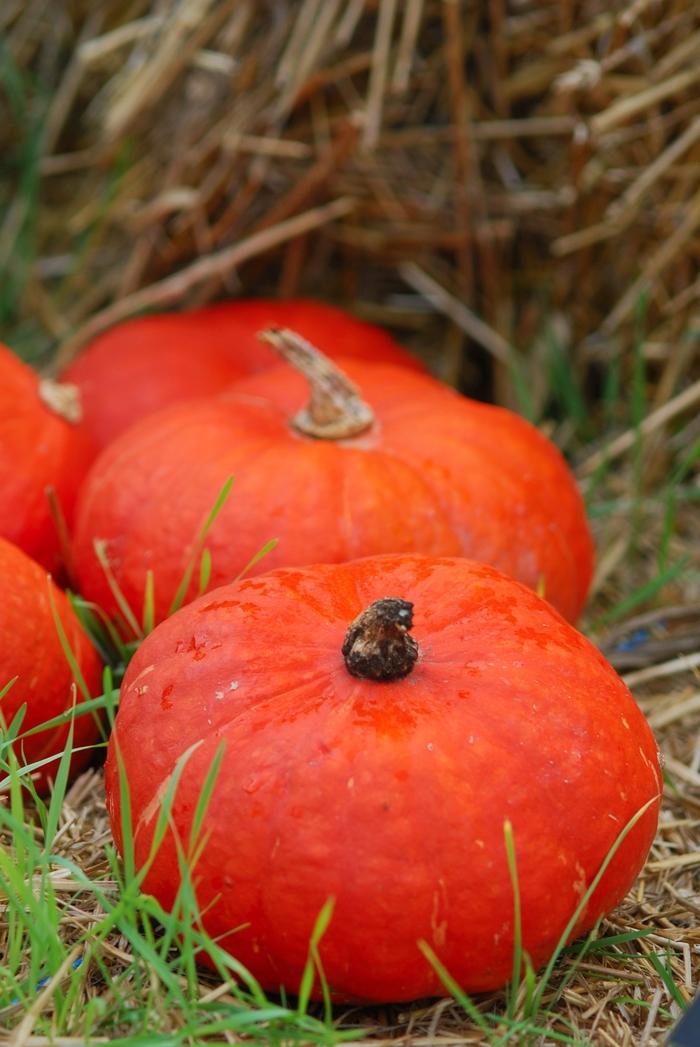 Cucurbita maxima Sunshine