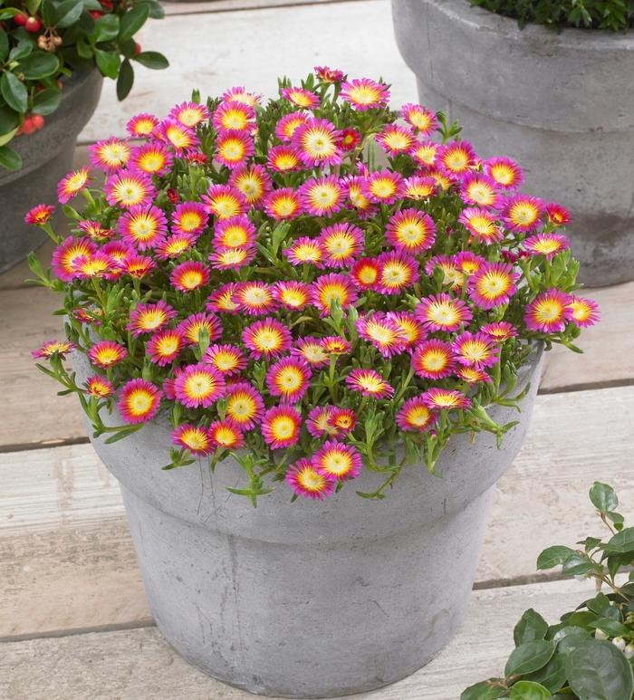 Delosperma cooperi Wheels of Wonder&reg; Hot Pink Wonder