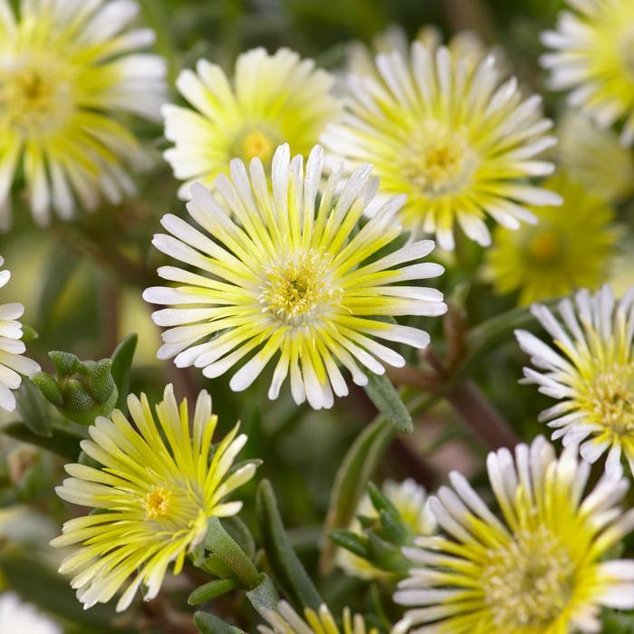 Delosperma cooperi Wheels of Wonder&reg; Lemoncello