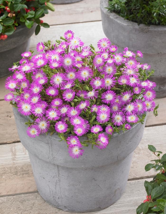 Delosperma cooperi Wheels of Wonder&reg; Violet Wonder
