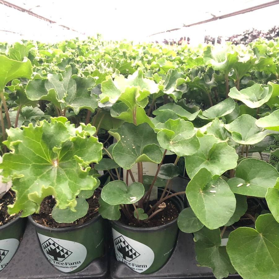 Farfugium japonicum Wavy Gravy